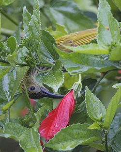 Streckad spindeljägare som sticker hål på en lång, trång hibiskusblomma över nektargömmet för att dricka nektarn den vägen, hellre än att göra sig besväret att sicka ner näbben genom blomman och pollinera den.