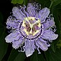 Vignette pour Passiflora incarnata