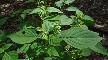 Ocimum campechianum