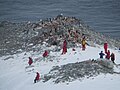 Tourists visit a chinstrap penguin colony near Orne Harbor