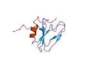 2хгф​: Укосна петља која садржи домен фактора раста хепатоцита, НМР, минимизована просечна структура