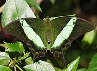 Papilio palinurus