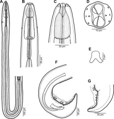 E = deiride van mannelijke Rasheedia novaecaledoniensis