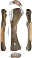 עצמות זרוע של פלורוזאורוס