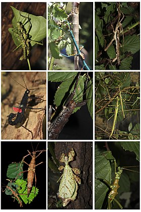 1° linha, esquerda: par de Spinohirasea bengalensis, centro: Achrioptera fallax, direita: macho de Heteropteryx dilatata; 2° linha, esquerda: macho de Peruphasma schultei, centro: macho de Eurycantha calcarata, direita: par de Necroscia annulipes; 3° linha, esquerda: par de Brasidas foveolatus, centro: fêmea de Phyllium ericoriai, direita: macho de Mearnsiana bullosa