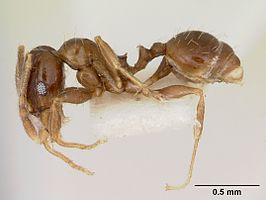 Pheidole pinealis