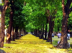 La rue Phan Dinh Phung, ex boulevard Carnot.