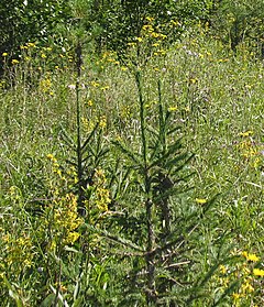 Description de l'image Picea obovata Urals1.jpg.