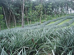 Pineapple and Rubber cultivations in Vazhakulam