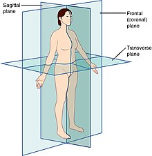 The three anatomical planes of the body: the sagittal, transverse (or horizontal), frontal planes Planes of Body.jpg