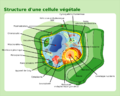 Vignette pour Cellule végétale