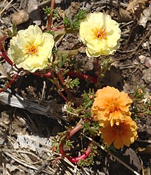 A mutation has caused this moss rose plant to produce flowers of different colors. This is a somatic mutation that may also be passed on in the germline. Portulaca grandiflora mutant1.jpg