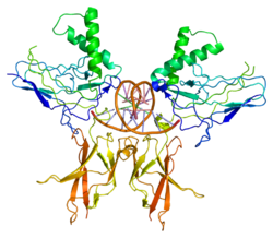 Белок NFKB2 PDB 1a3q.png