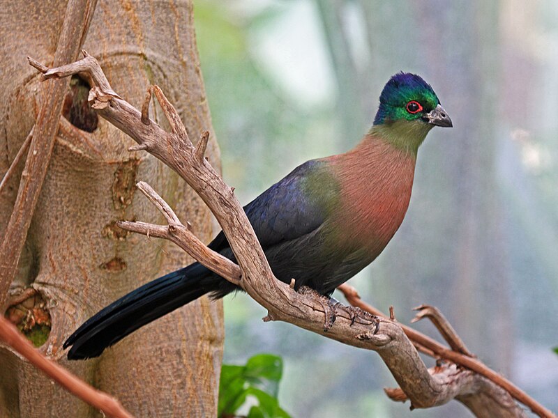 File:Purple-crested Turaco RWD3.jpg