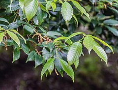 Description de l'image Quercus annulata in Hackfalls Arboretum (3).jpg.
