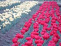 Красные и белые тюльпаны.JPG