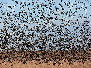 A flock of red winged blackbirds, Kansas, Nove...