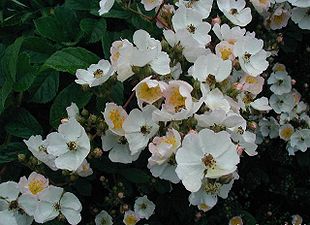 Rosa-multiflora1.JPG