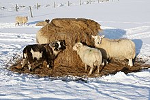 Sheep with silage Sheep feeding on silage in the snow, Baltasound - geograph.org.uk - 1725708.jpg