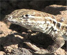 The side-blotched lizard effectively uses a rock-paper-scissors mating strategy SideblotchedLizard.jpg