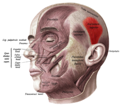 Sobo 1909 260 - Superior auricular muscle.png