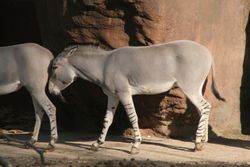 Equus africanus somaliensisAu Zoo de St Louis