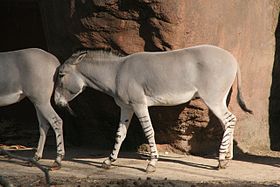 No zoo de St. Louis