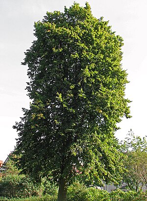 Tilia platyphyllos