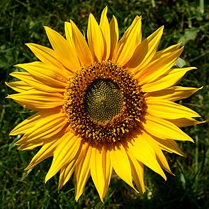 Çekirdekleri ve yağı için yetiştirilen sarı çiçekli bir tarım bitkisi, Günebakan (Helianthus annuus). (Üreten:Böhringer)