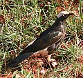 Miniatura para Lamprotornis albicapillus