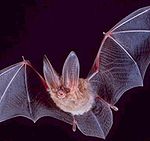 A bat is a mammal and its forearm bones have been adapted for flight. Square-townsend-fledermaus.jpg