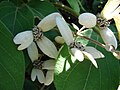 Miniatura para Congea tomentosa