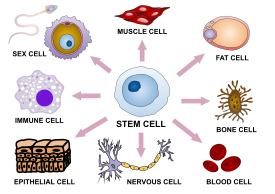 Stem cells can differentiate into a range of specialized cells. Stem cell differentiation.svg