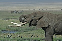 פיל באזור השימור נגורונגורו
