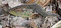 May 25: Varanus timorensis from Timor-Leste.