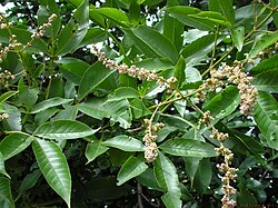 Vitex altissima L.f.jpg