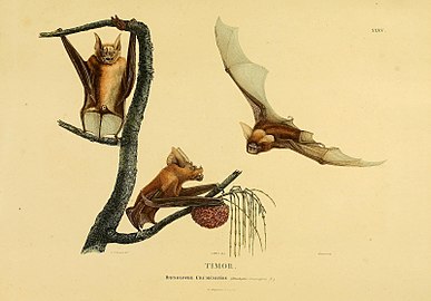 Hipposideros crumeniferus