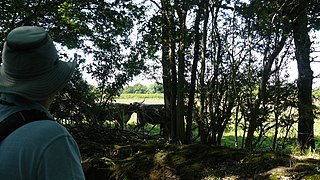 Watching longhorn cattle from footpath