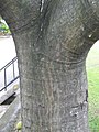 The trunk of A. altilis