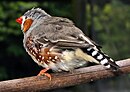 Zebra finch arp.jpg