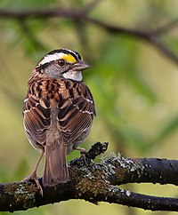 Morfo de bandas brancas de Zonotrichia albicollis