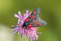 Hornklee-Widderchen (Zygaena trifolii)