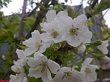 شکوفه‌های گیلاس در باغات گل تپه