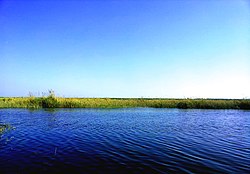 بحيرة مريوط (Mariout lake).jpg