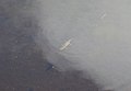 浮島の池に生息するクロサンショウウオ