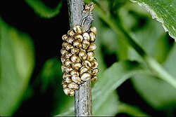 De eitjes van de nachtpauwoog (Eudia pavonia) worden als een band om een plantenstengel afgezet.