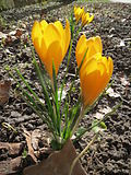 Miniatura para Crocus chrysanthus