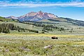 Bison in den Swan Lake Flats, im Hintergrund der Electric Peak