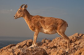 Гірський козел на острові Халул