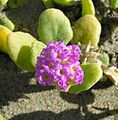 Abronia maritima, typický druh mořského pobřeží